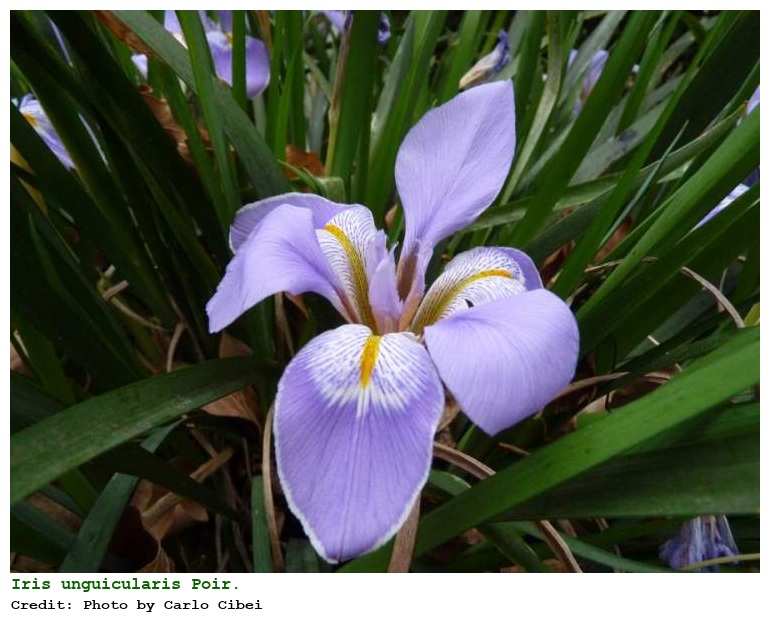 Iris unguicularis Poir.